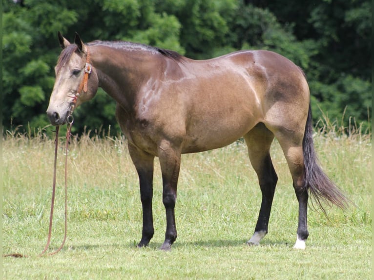 American Quarter Horse Ruin 12 Jaar 155 cm Buckskin in Brodhead KY