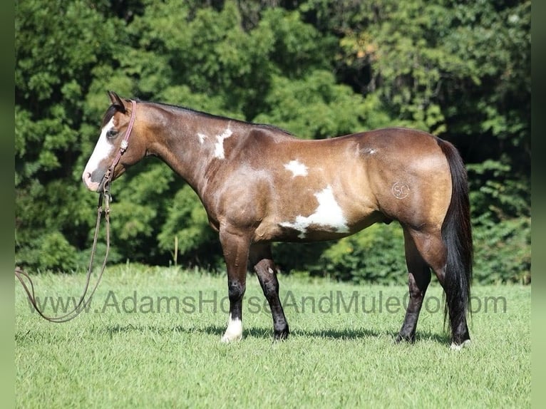 American Quarter Horse Ruin 12 Jaar 155 cm Buckskin in Mount Vernon