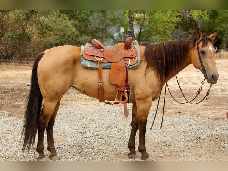 American Quarter Horse Ruin 12 Jaar 155 cm Buckskin in Valley Springs CA