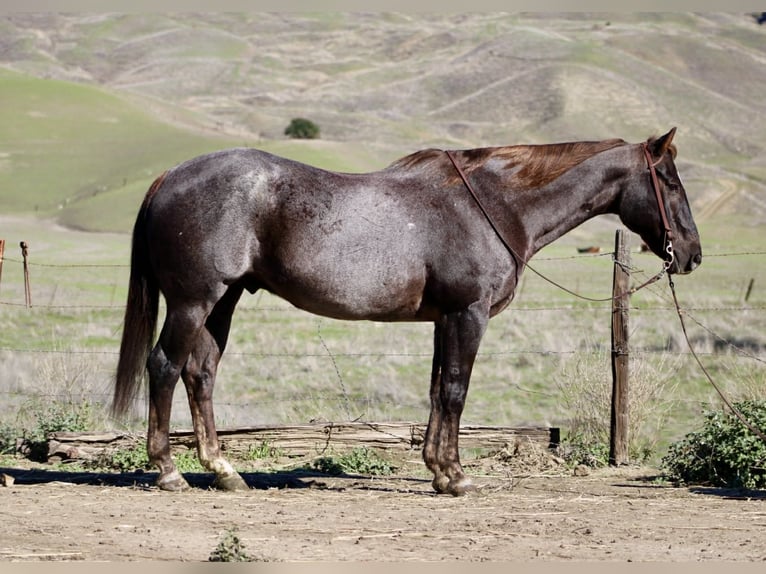 American Quarter Horse Ruin 12 Jaar 155 cm Donkere-vos in Paicines CA