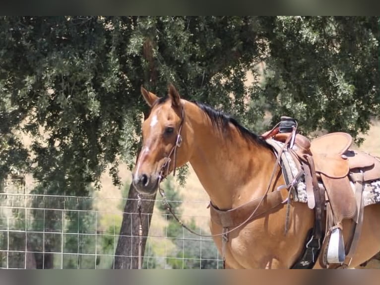 American Quarter Horse Ruin 12 Jaar 155 cm Falbe in Tres Pinos