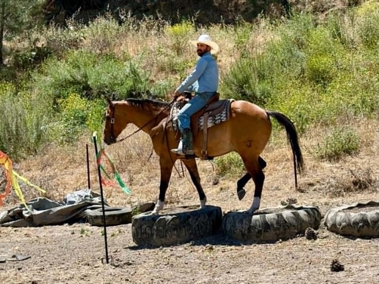 American Quarter Horse Ruin 12 Jaar 155 cm Falbe in Tres Pinos