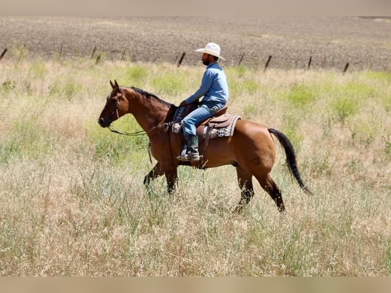American Quarter Horse Ruin 12 Jaar 155 cm Falbe in Tres Pinos