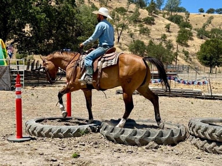 American Quarter Horse Ruin 12 Jaar 155 cm Falbe in Tres Pinos