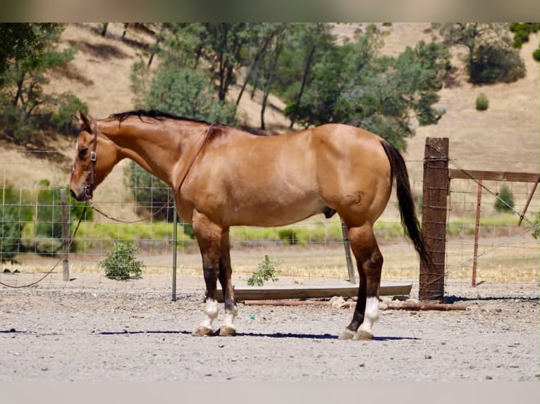 American Quarter Horse Ruin 12 Jaar 155 cm Falbe in Tres Pinos
