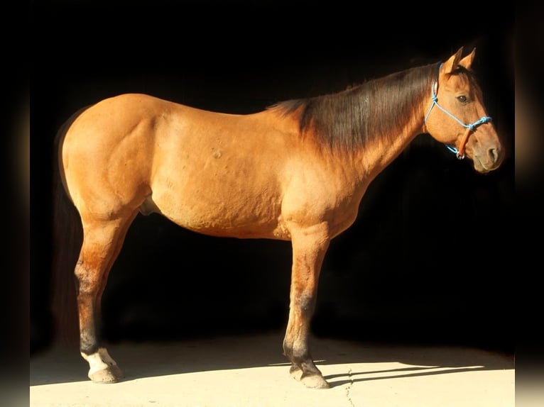 American Quarter Horse Ruin 12 Jaar 155 cm Falbe in Fort Atkinson WI