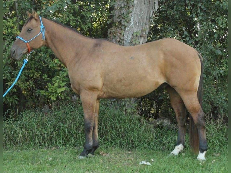 American Quarter Horse Ruin 12 Jaar 155 cm Falbe in Fort Atkinson WI