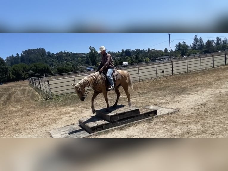 American Quarter Horse Ruin 12 Jaar 155 cm Palomino in Paicines Ca