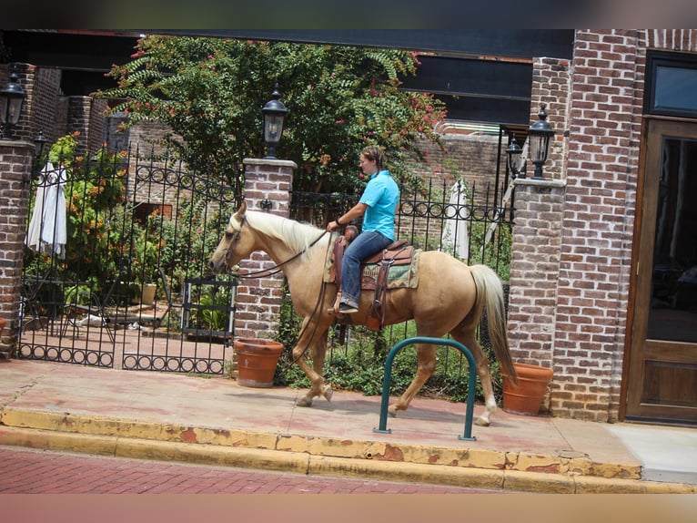 American Quarter Horse Ruin 12 Jaar 155 cm Palomino in Rusk TX