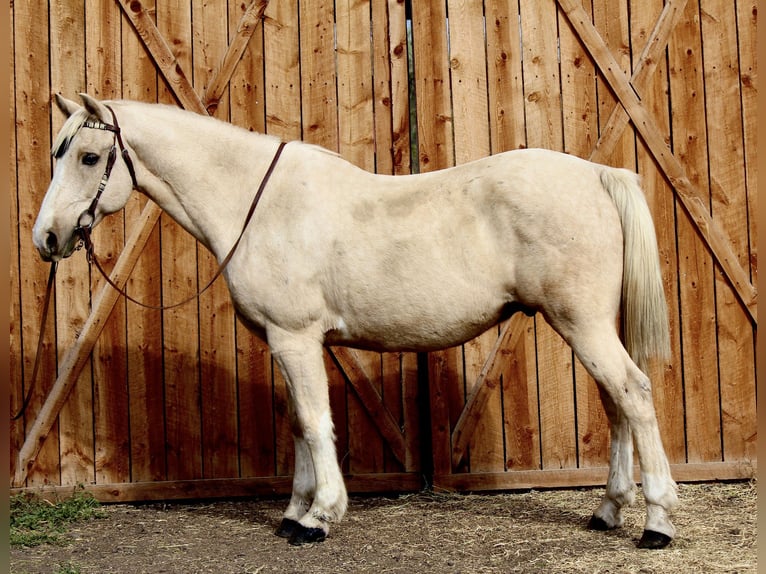 American Quarter Horse Ruin 12 Jaar 155 cm Palomino in Fort Collins