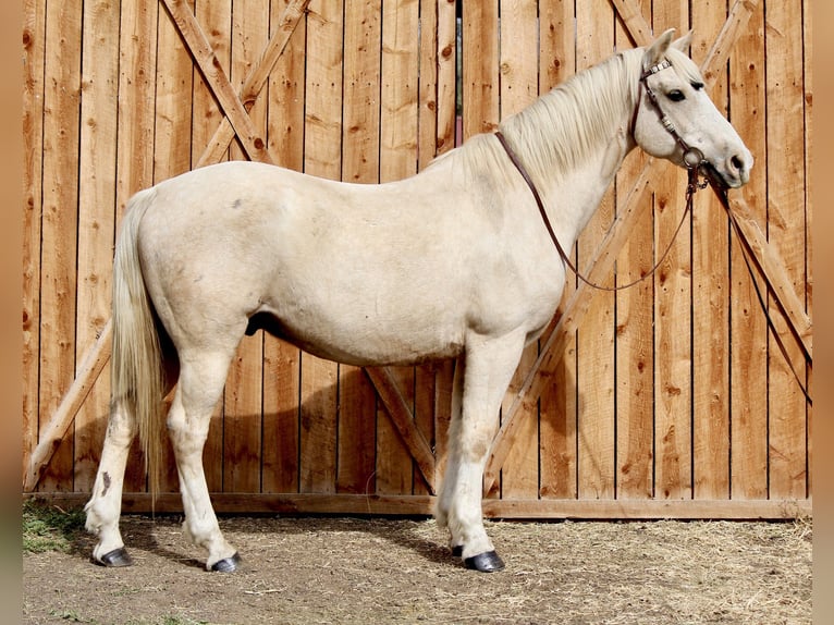 American Quarter Horse Ruin 12 Jaar 155 cm Palomino in Fort Collins