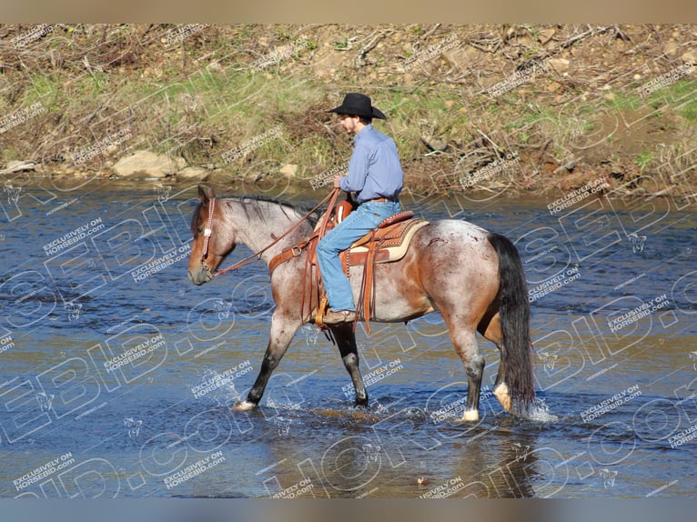 American Quarter Horse Ruin 12 Jaar 155 cm Roan-Bay in Clarion, PA