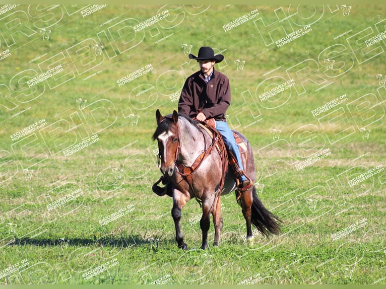 American Quarter Horse Ruin 12 Jaar 155 cm Roan-Bay in Clarion, PA