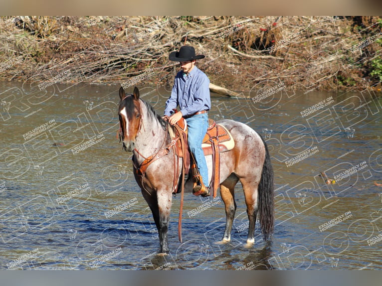 American Quarter Horse Ruin 12 Jaar 155 cm Roan-Bay in Clarion, PA