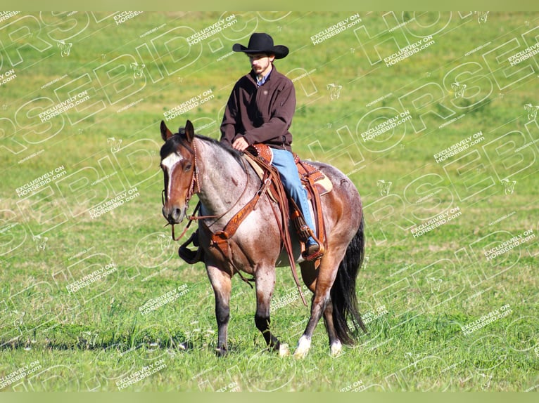 American Quarter Horse Ruin 12 Jaar 155 cm Roan-Bay in Clarion, PA