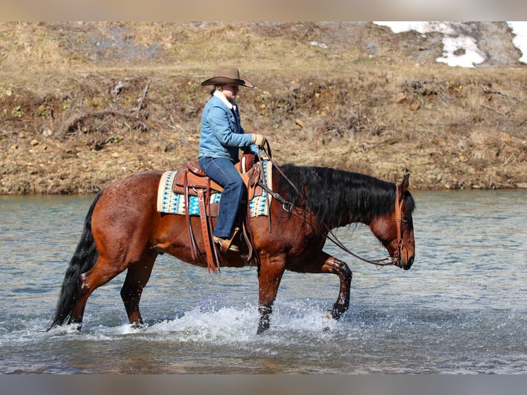 American Quarter Horse Ruin 12 Jaar 155 cm Roan-Bay in Clarion