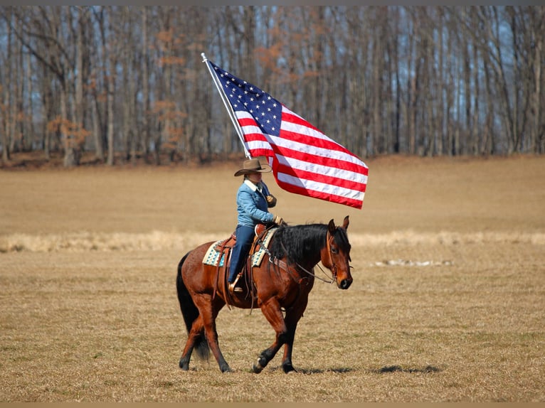 American Quarter Horse Ruin 12 Jaar 155 cm Roan-Bay in Clarion