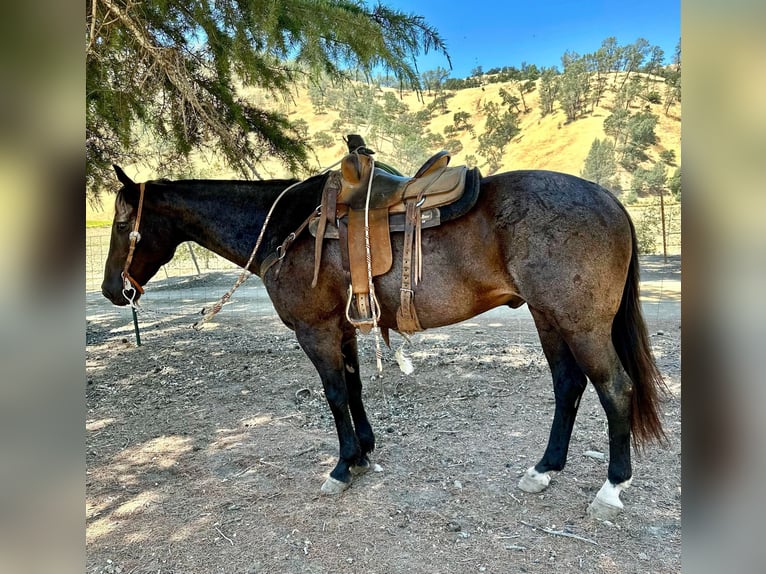 American Quarter Horse Ruin 12 Jaar 155 cm Roan-Blue in Paso Robles, CA
