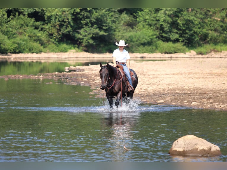 American Quarter Horse Ruin 12 Jaar 155 cm Roan-Blue in Clarion