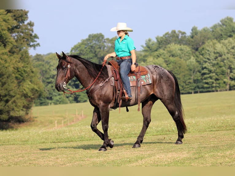 American Quarter Horse Ruin 12 Jaar 155 cm Roan-Blue in Clarion