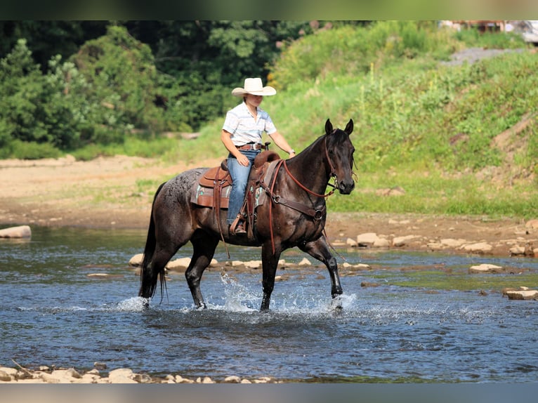American Quarter Horse Ruin 12 Jaar 155 cm Roan-Blue in Clarion