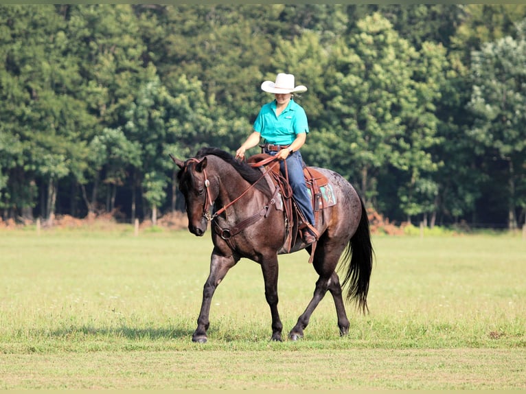 American Quarter Horse Ruin 12 Jaar 155 cm Roan-Blue in Clarion