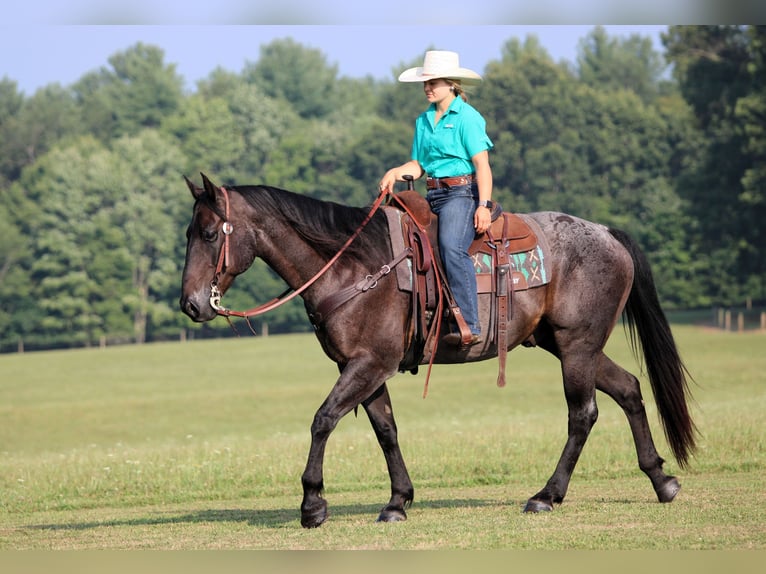 American Quarter Horse Ruin 12 Jaar 155 cm Roan-Blue in Clarion