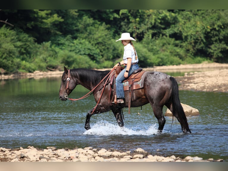 American Quarter Horse Ruin 12 Jaar 155 cm Roan-Blue in Clarion