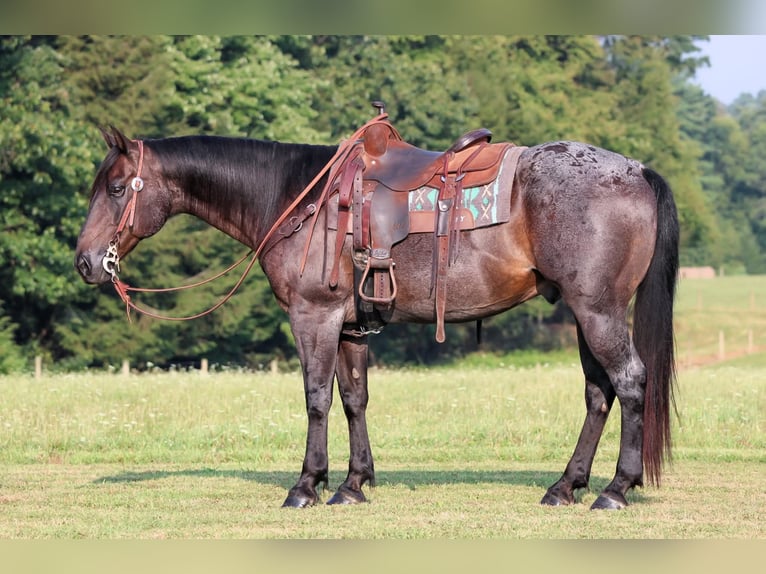 American Quarter Horse Ruin 12 Jaar 155 cm Roan-Blue in Clarion