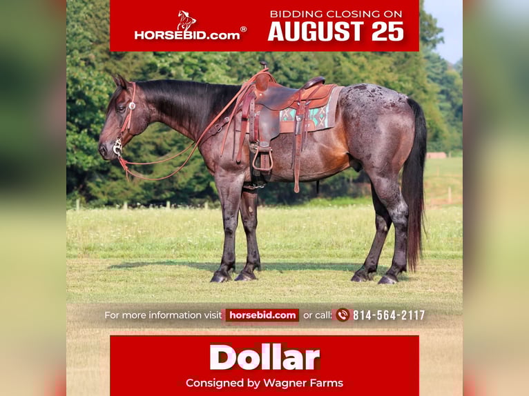 American Quarter Horse Ruin 12 Jaar 155 cm Roan-Blue in Clarion