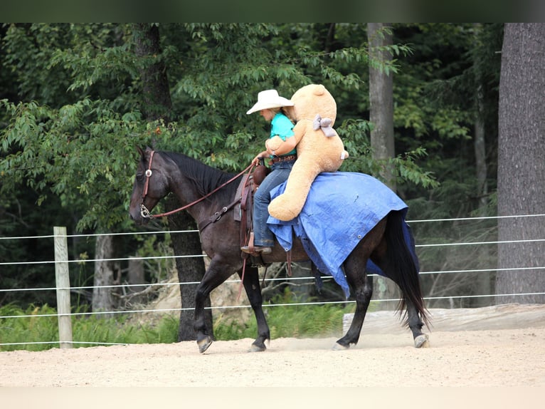 American Quarter Horse Ruin 12 Jaar 155 cm Roan-Blue in Clarion