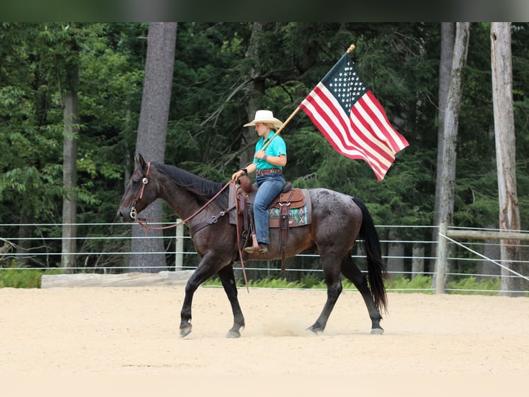 American Quarter Horse Ruin 12 Jaar 155 cm Roan-Blue in Clarion