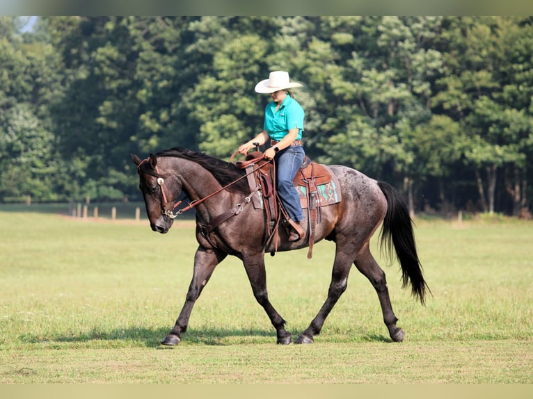 American Quarter Horse Ruin 12 Jaar 155 cm Roan-Blue in Clarion