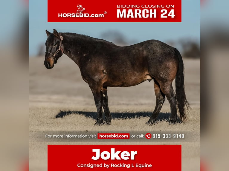 American Quarter Horse Ruin 12 Jaar 155 cm Roan-Blue in Joy, IL