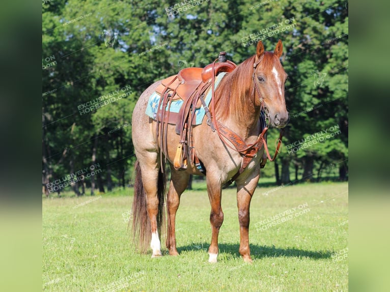 American Quarter Horse Ruin 12 Jaar 155 cm Roan-Red in Clarion, PA