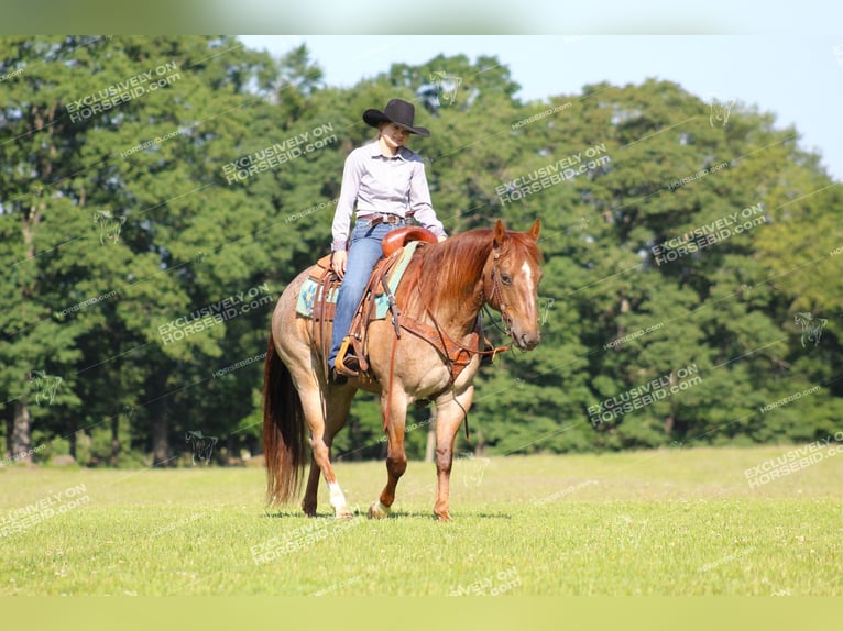 American Quarter Horse Ruin 12 Jaar 155 cm Roan-Red in Clarion, PA