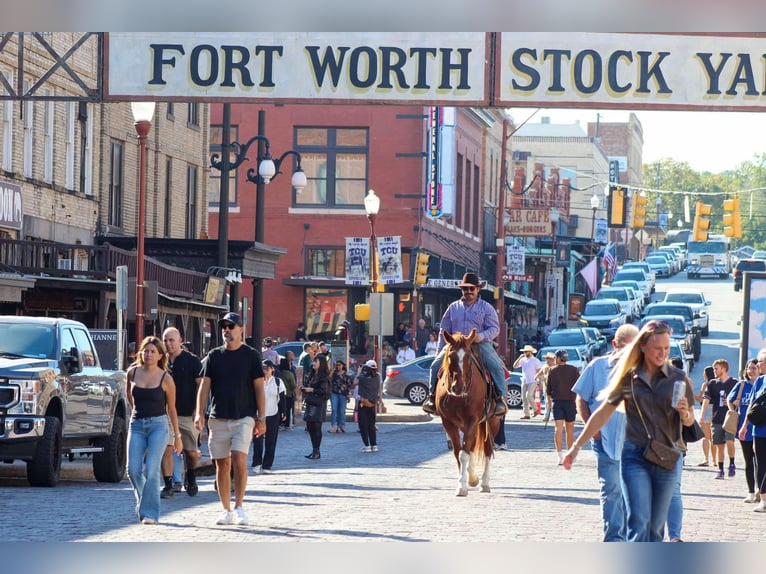 American Quarter Horse Ruin 12 Jaar 155 cm Roan-Red in Stephenville TX