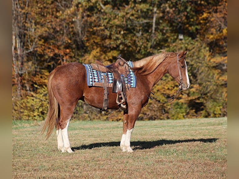 American Quarter Horse Ruin 12 Jaar 155 cm Roan-Red in Level Green KY