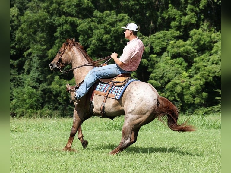 American Quarter Horse Ruin 12 Jaar 155 cm Roan-Red in Somerset, KY