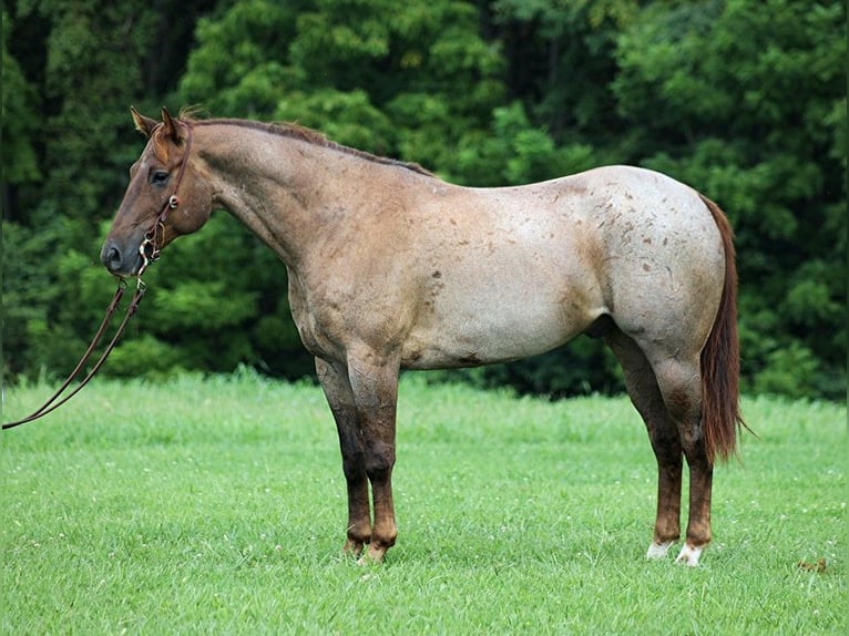 American Quarter Horse Ruin 12 Jaar 155 cm Roan-Red in Somerset, KY