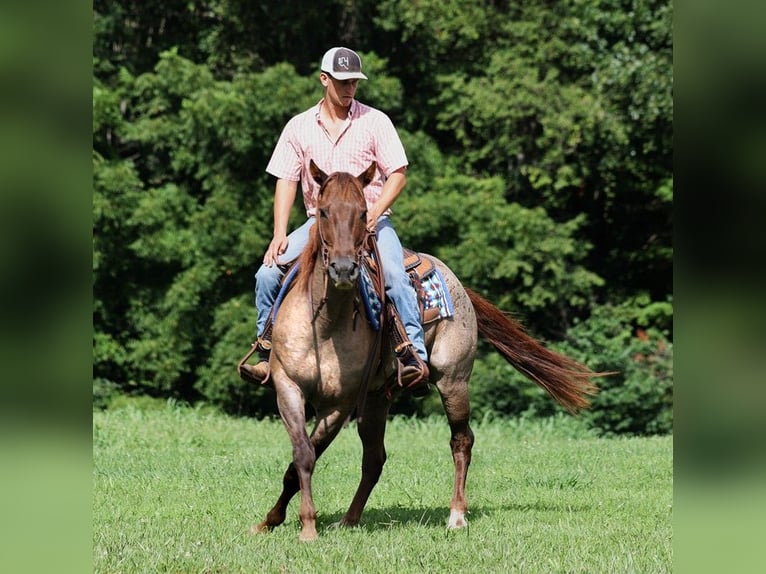 American Quarter Horse Ruin 12 Jaar 155 cm Roan-Red in Somerset, KY