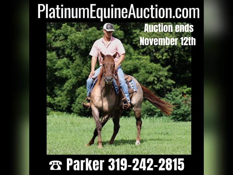 American Quarter Horse Ruin 12 Jaar 155 cm Roan-Red in Somerset, KY