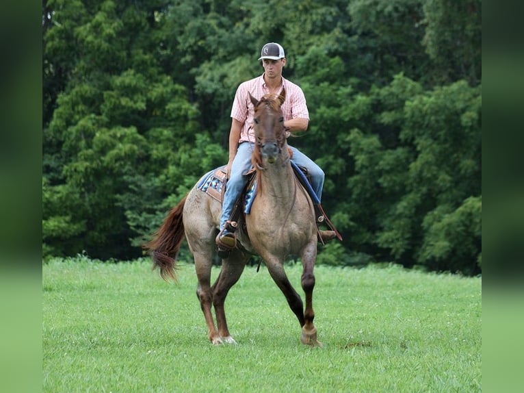 American Quarter Horse Ruin 12 Jaar 155 cm Roan-Red in Somerset, KY