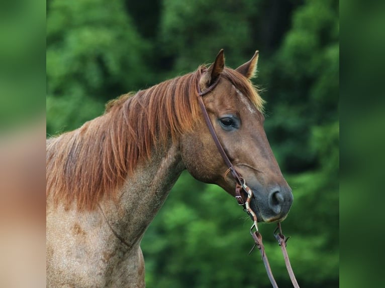 American Quarter Horse Ruin 12 Jaar 155 cm Roan-Red in Somerset, KY