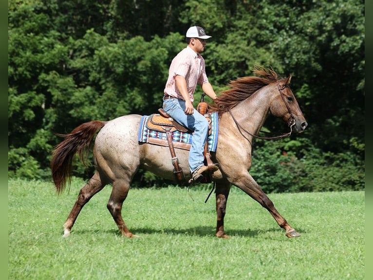 American Quarter Horse Ruin 12 Jaar 155 cm Roan-Red in Somerset, KY