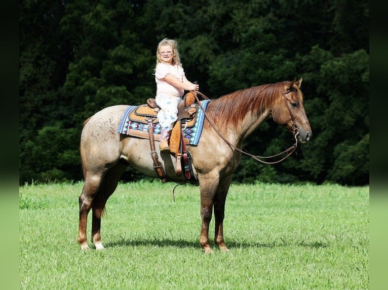 American Quarter Horse Ruin 12 Jaar 155 cm Roan-Red in Somerset, KY