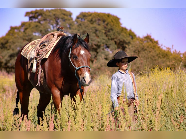 American Quarter Horse Ruin 12 Jaar 155 cm Roodbruin in Waterford, CA