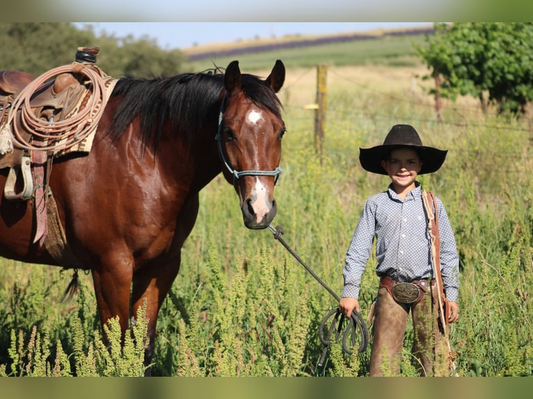 American Quarter Horse Ruin 12 Jaar 155 cm Roodbruin in Waterford, CA