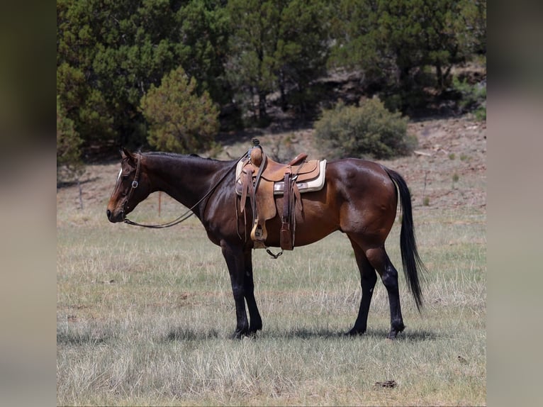 American Quarter Horse Ruin 12 Jaar 155 cm Roodbruin in Cottonwood AZ