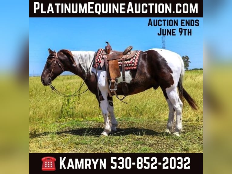 American Quarter Horse Ruin 12 Jaar 155 cm Tobiano-alle-kleuren in pleasant grove CA